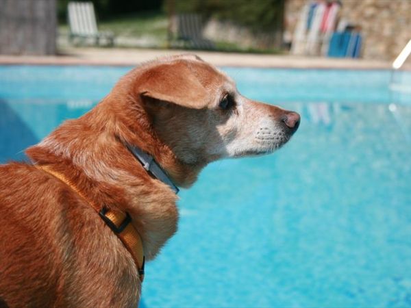 Agriturismo Il Torrione di Rocca delle Macie - foto 23810.jpg