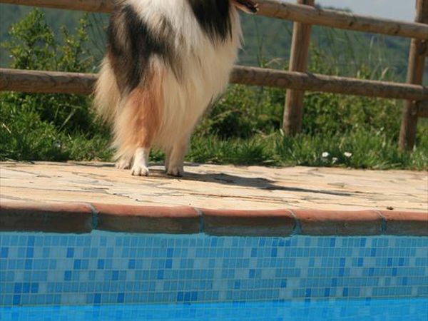 Agriturismo Il Torrione di Rocca delle Macie - foto 23812.jpg