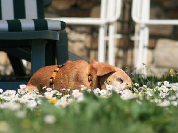 Agriturismo Il Torrione di Rocca delle Macie - foto 23816.jpg