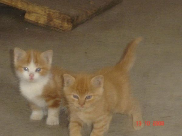 Agriturist Galli Ginetta - foto 23965.jpg