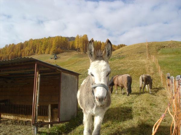 Agriturist Galli Ginetta - foto 23967.jpg