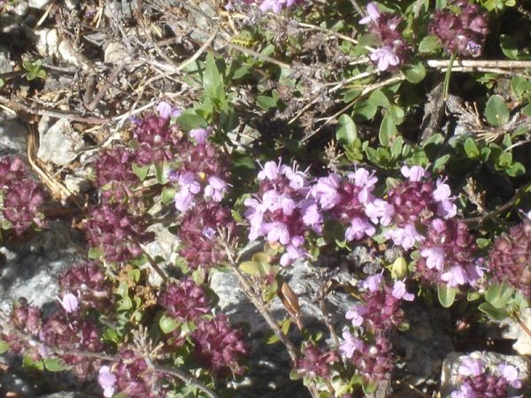 Agriturist Galli Ginetta - foto 23970.jpg