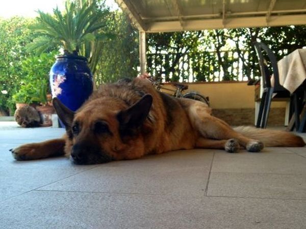 Camping Vallecrosia - foto 24013.jpg