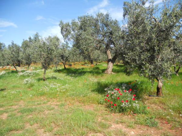 Uliveto dellElefante - foto 24177.jpg