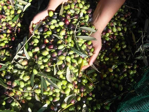 Uliveto dellElefante - foto 24185.jpg