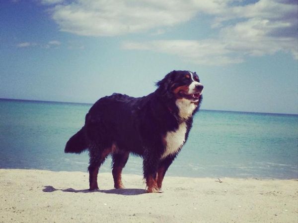 Camping Ermosa - foto 24295.jpg