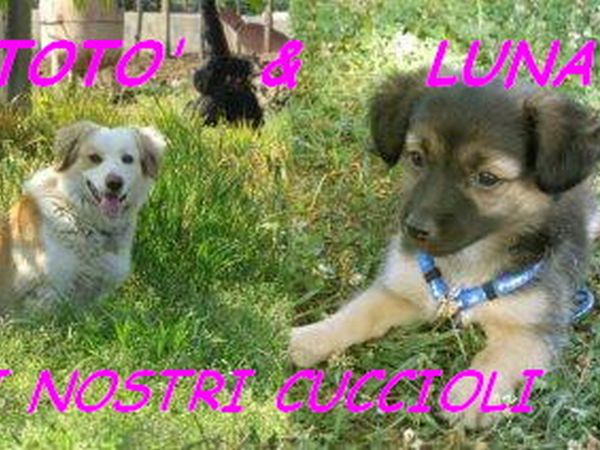 Pizzeria Il Drago e la Fata - foto 6715.jpg