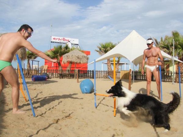 Rimini Dog No Problem - Bagno 81 Rimini - foto 24717.jpg