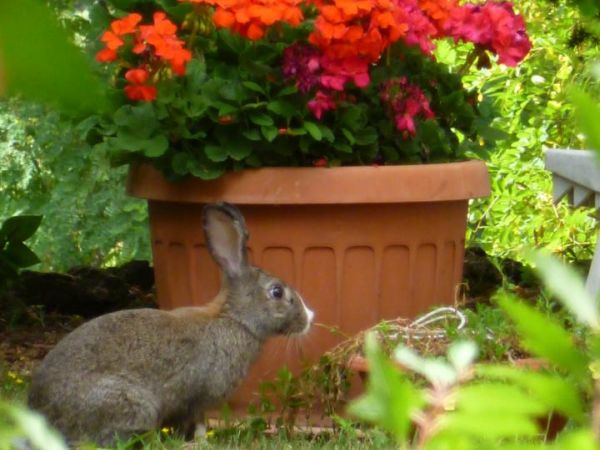 Agriturismo Podere Bello - foto 24902.jpg