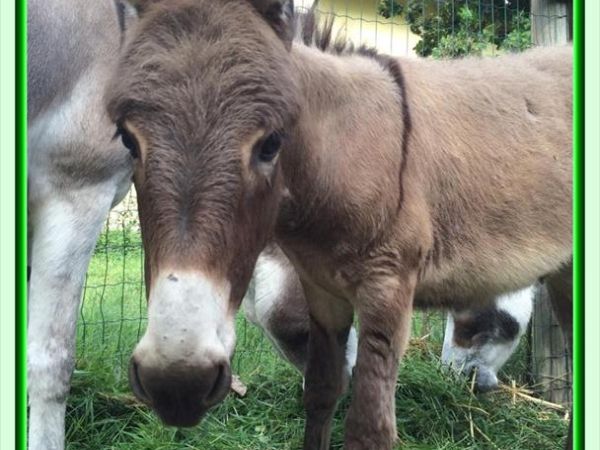 B&B Podere Cerreta - foto 25742.jpg