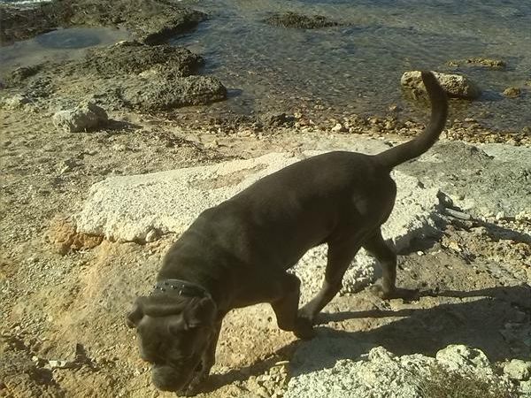 a San Domenico - Appartamenti B&B - foto 26059.jpg