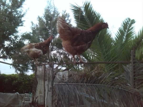 a San Domenico - Appartamenti B&B - foto 26060.jpg