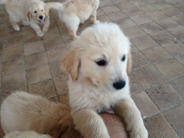 NIRVANA Club Village - foto 26116.jpg