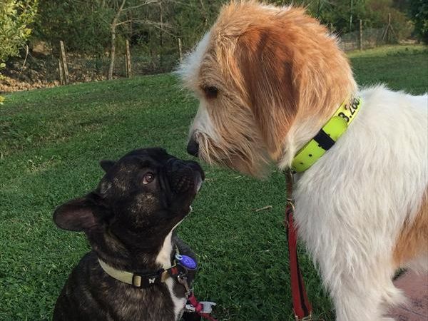 Agriturismo La Boscaglia - foto 26322.jpg