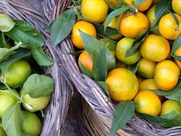 Agriturismo A Lanterna - foto 26327.jpg