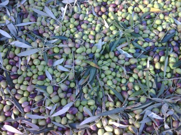 Agriturismo A Lanterna - foto 26424.jpg