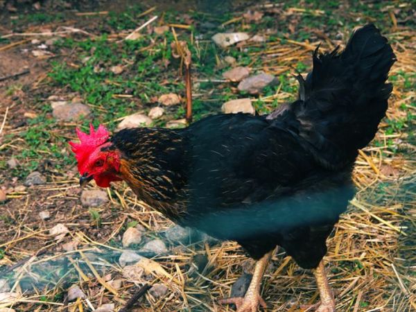 Casa di Campagna in Toscana - foto 26602.jpg