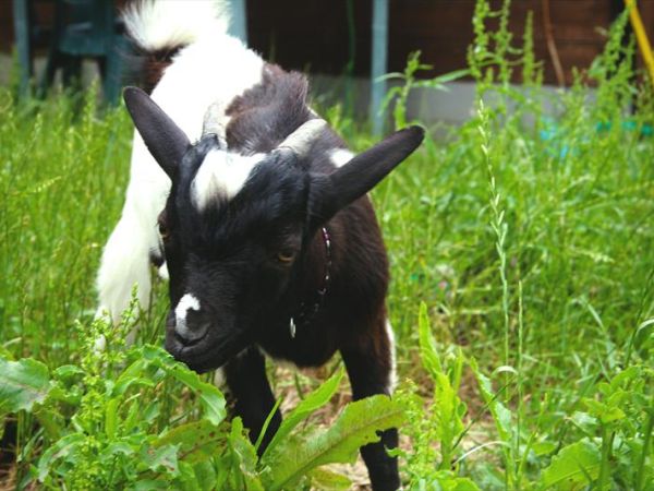 Casa di Campagna in Toscana - foto 26603.jpg