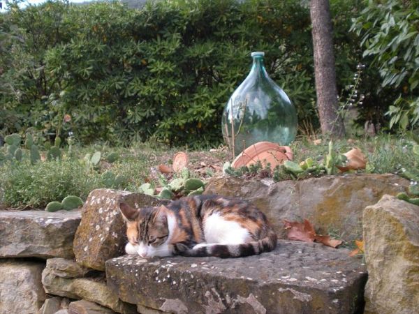 Agriturismo C dArgella - foto 26634.jpg