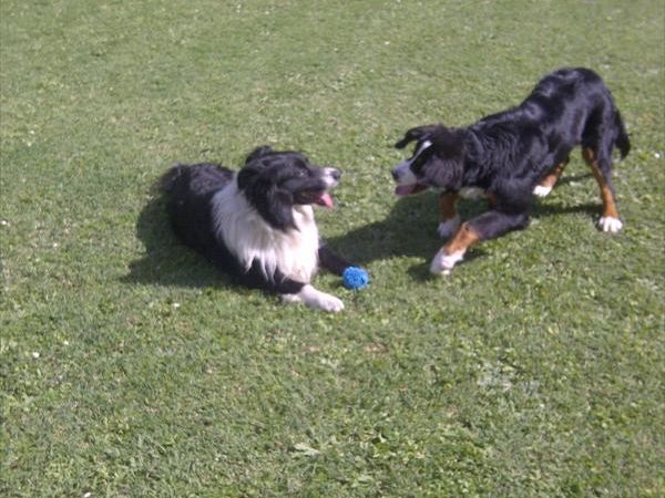 Azienda Agricola Il Poggio - foto 26746.jpg