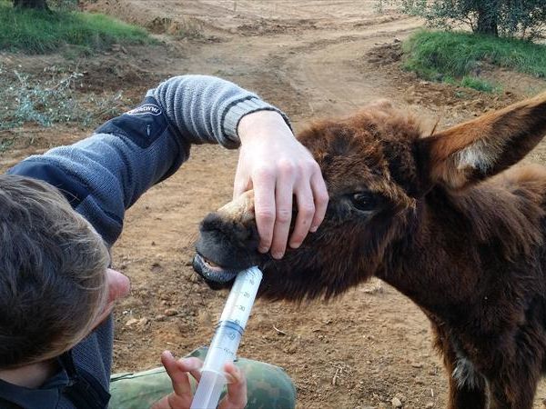 Agriturismo Il Cerrosughero - foto 26757.jpg