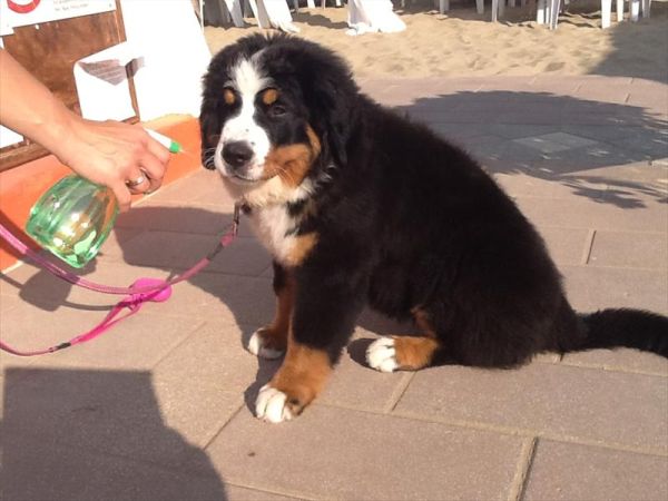 Bagno 84 Graziano Rimini - foto 26884.jpg