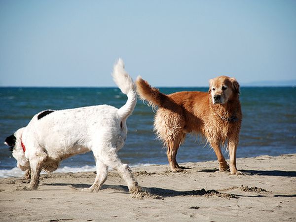 Camping Marina di Roma - foto 27080.jpg