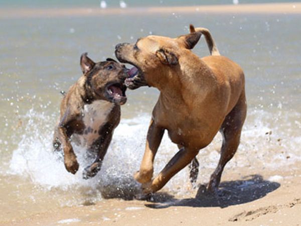 Camping Marina di Roma - foto 27082.jpg