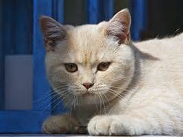 Camping Marina di Roma - foto 27083.jpg