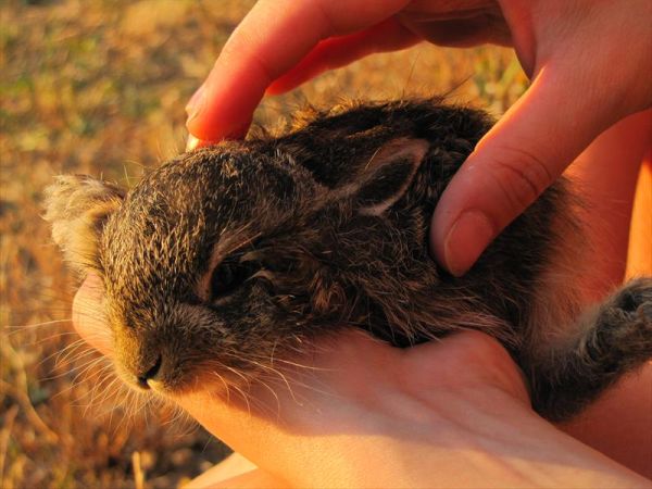 Agriturismo La Fontaccia - foto 27201.jpg