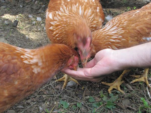 Agriturismo La Fontaccia - foto 27209.jpg