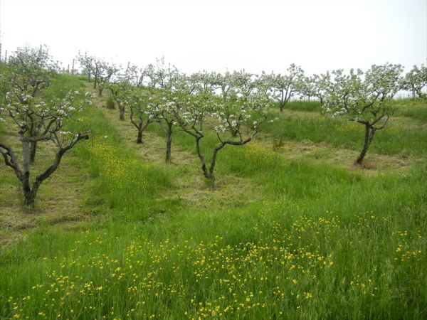Agriturismo La Colombarola - foto 27385.jpg