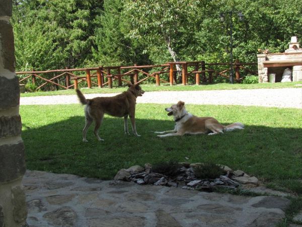 Podere il Corniolino - foto 27537.jpg