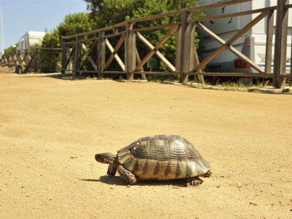 Isola dei Gabbiani - land of water - foto 27559.jpg