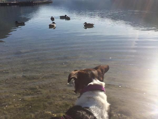 B&B Enjoy Ledro trentino - foto 27619.jpg