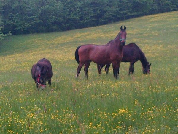 B&B cascina Cin Cin - foto 27717.jpg