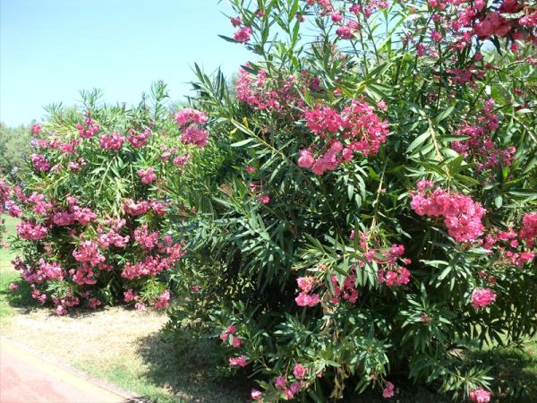 Residence Marche - foto 27795.jpg