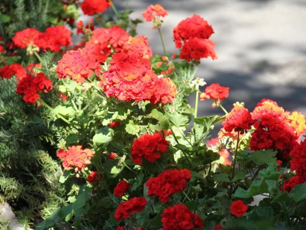 Caravelle Camping Village - foto 28188.jpg