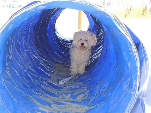 Scooby.Doo - foto 28256.jpg