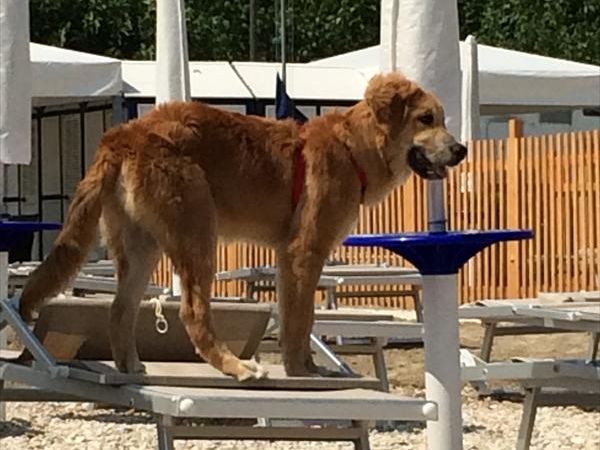 Scooby.Doo - foto 28260.jpg