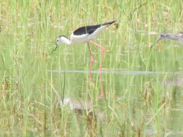 Golf Hotel Bibione - foto 28319.jpg