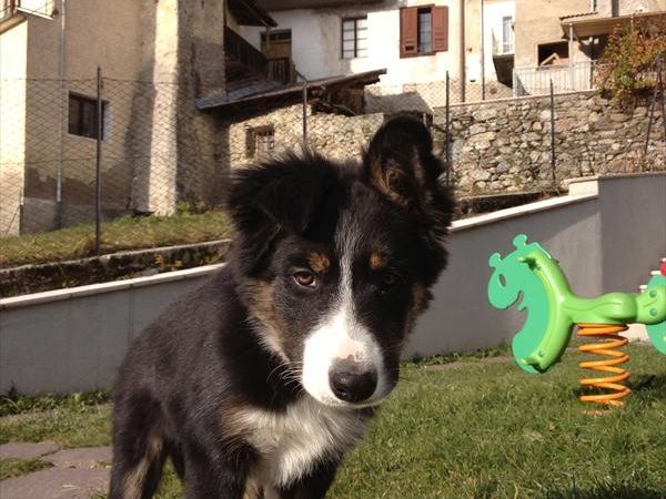 Albergo Cavallino Bianco - foto 28525.jpg