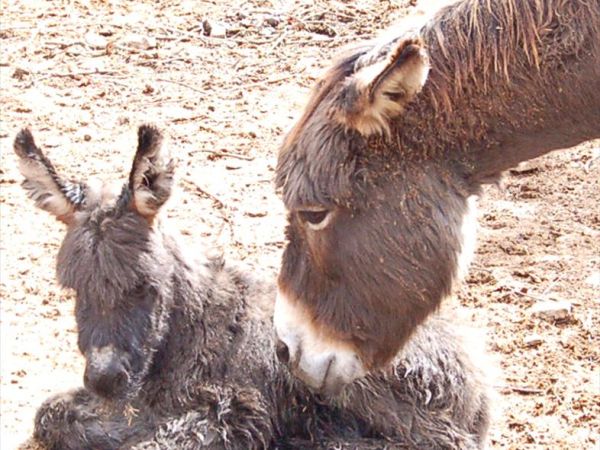 Molino di Molanoce - foto 28751.jpg