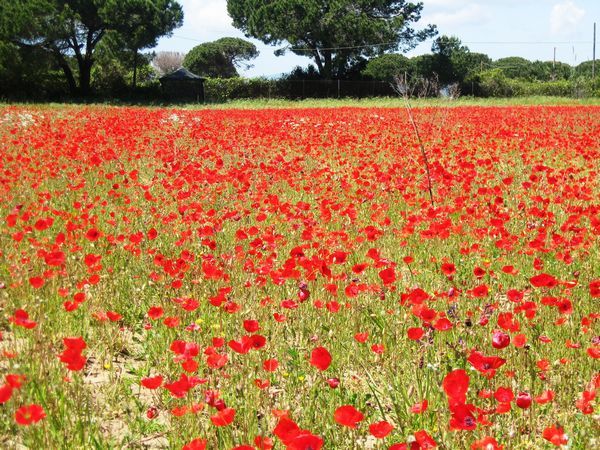 Agriturismo le Pignacce - foto 29089.jpg