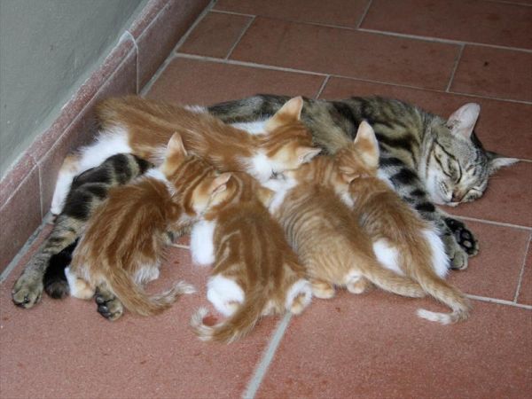 Agriturismo Peretti - foto 29182.jpg