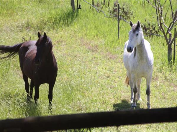 Agriturismo Peretti - foto 29184.jpg