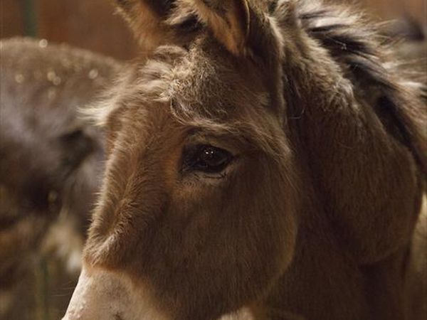 Agriturismo Ca bianca - foto 29329.jpg