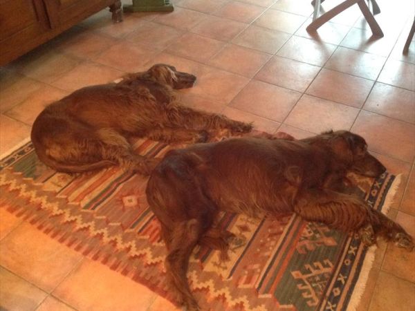 Porta Rivera Hotel - foto 29419.jpg