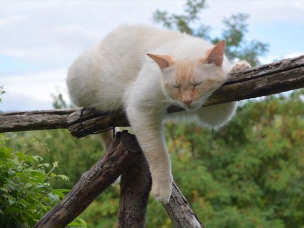 Agriturismo la volpe e luva - foto 29532.jpg