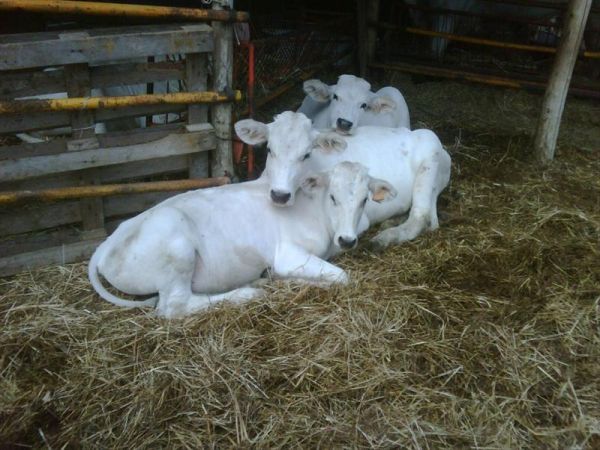 Agriturismo Borgo Spante - foto 29593.jpg